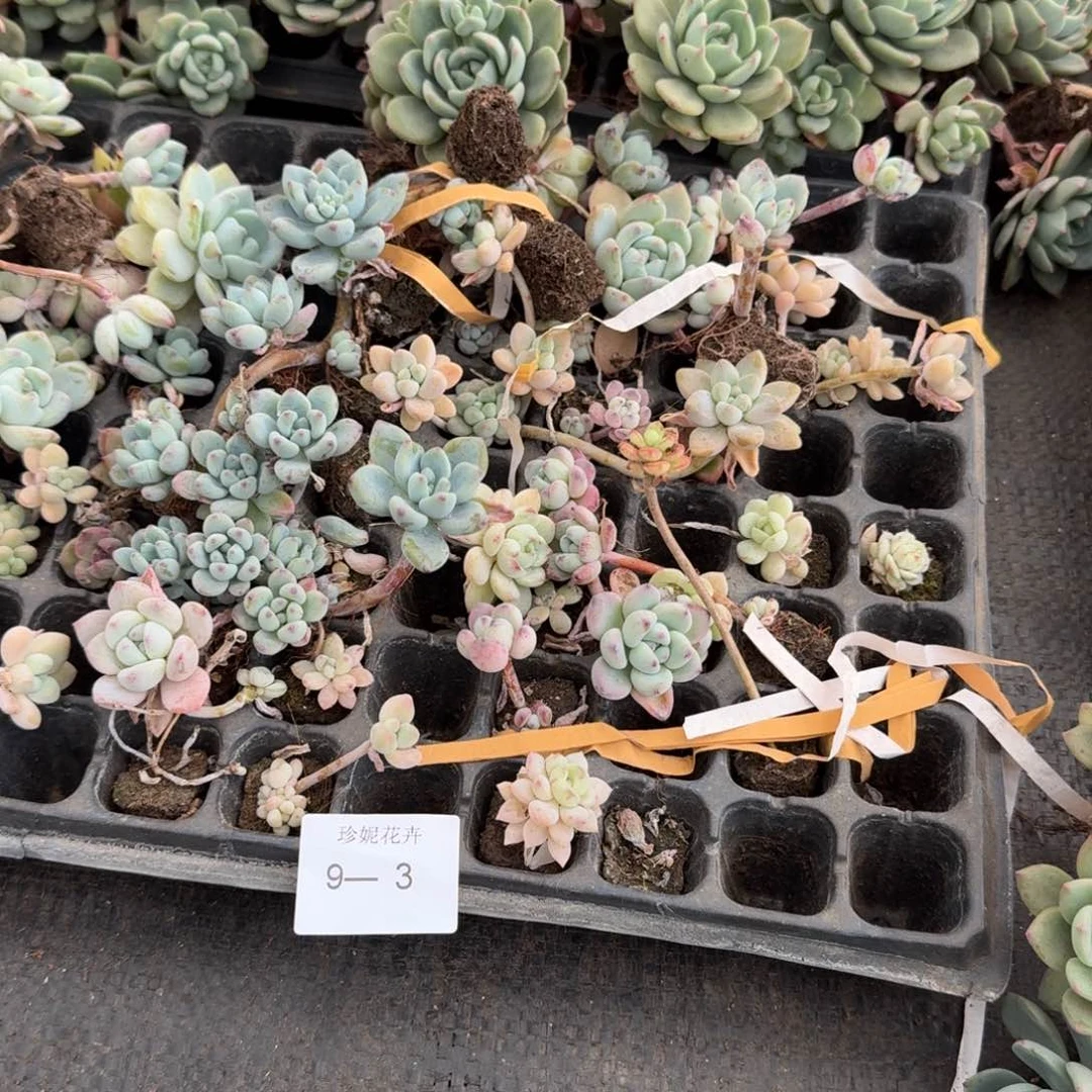 6号箱子发货带桩子多肉一箱9-3