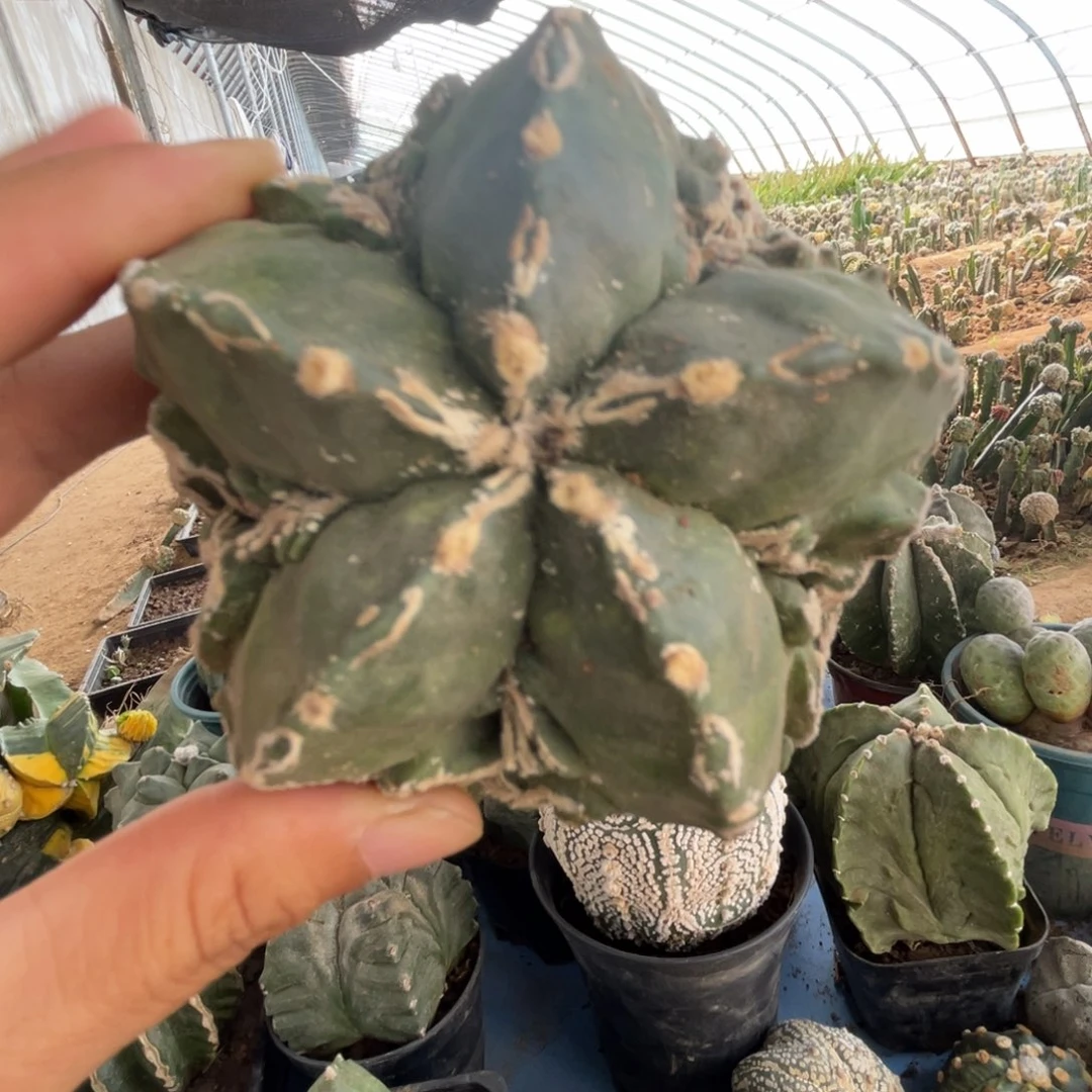 完全开放仙人球1