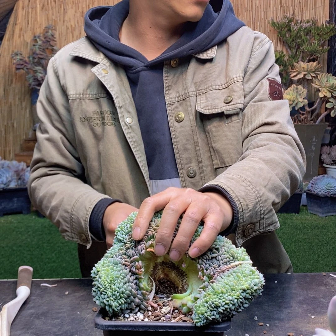 小*D71号白胖子缀多肉