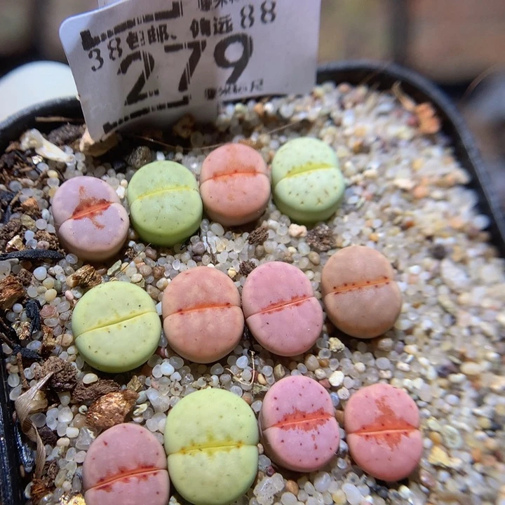 zzzz zzz好可爱379