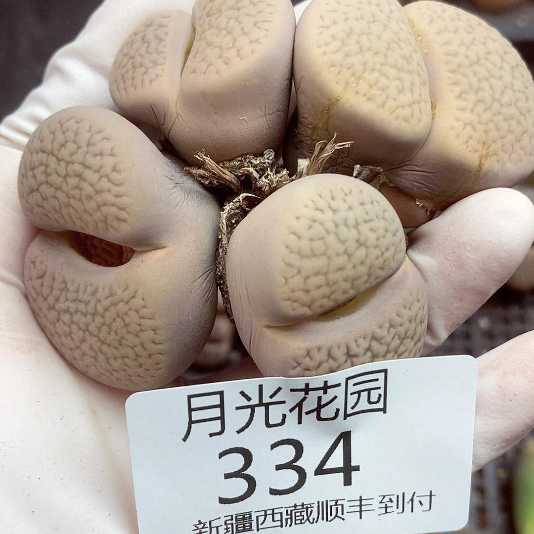 我还想和他们出去逛逛看看啊334