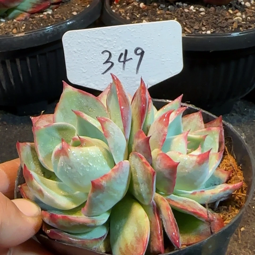 惊鸿一物一拍包装收缩花旱349