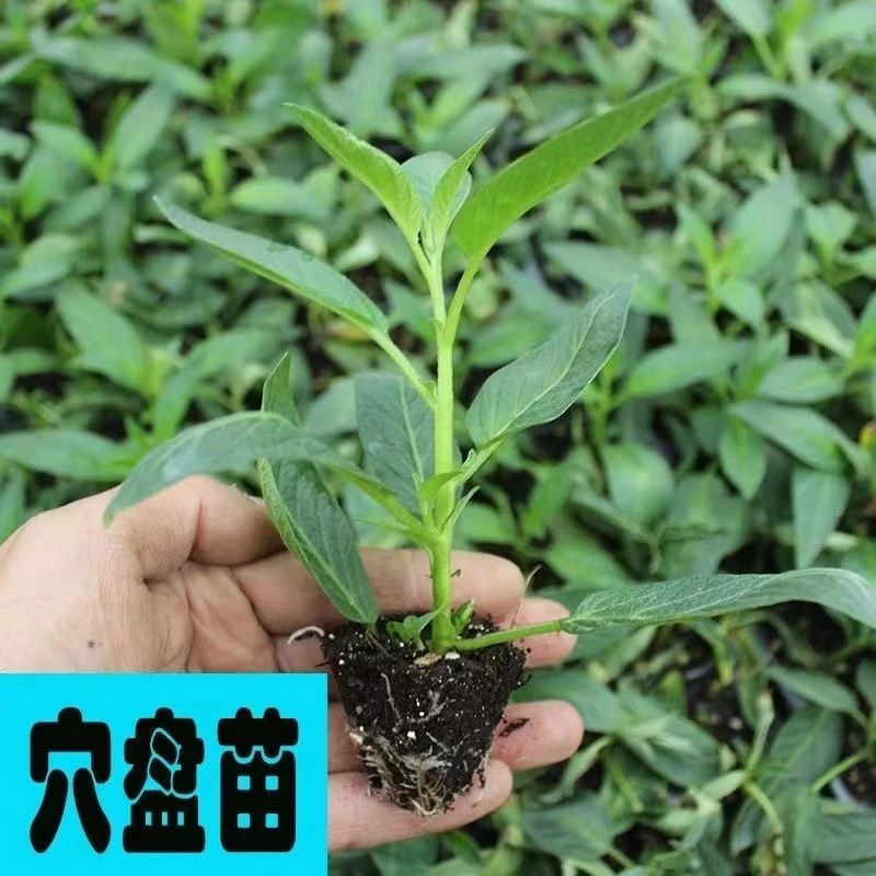 水果正宗人参果种苗批发高产石林果苗云南新品种人生果树苗