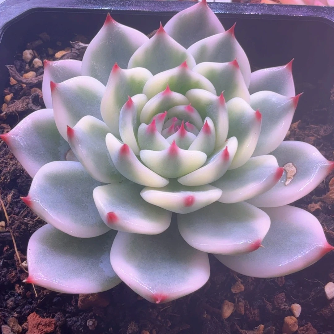 吉娃娃锦 多肉植物锦