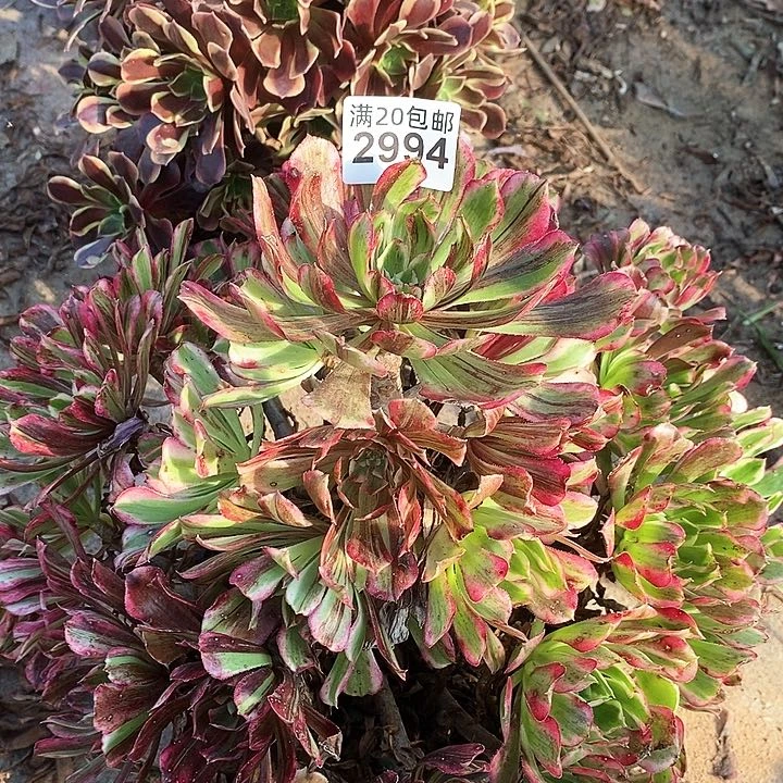 2994 一颗同花顺