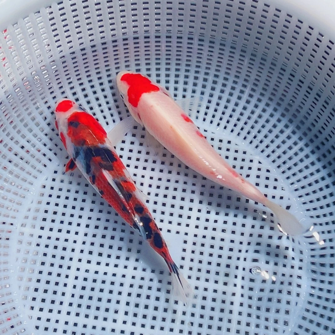 锦鲤锦鲤观赏鱼8888