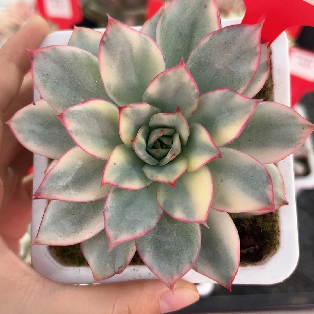 37号月光女神锦多肉植物