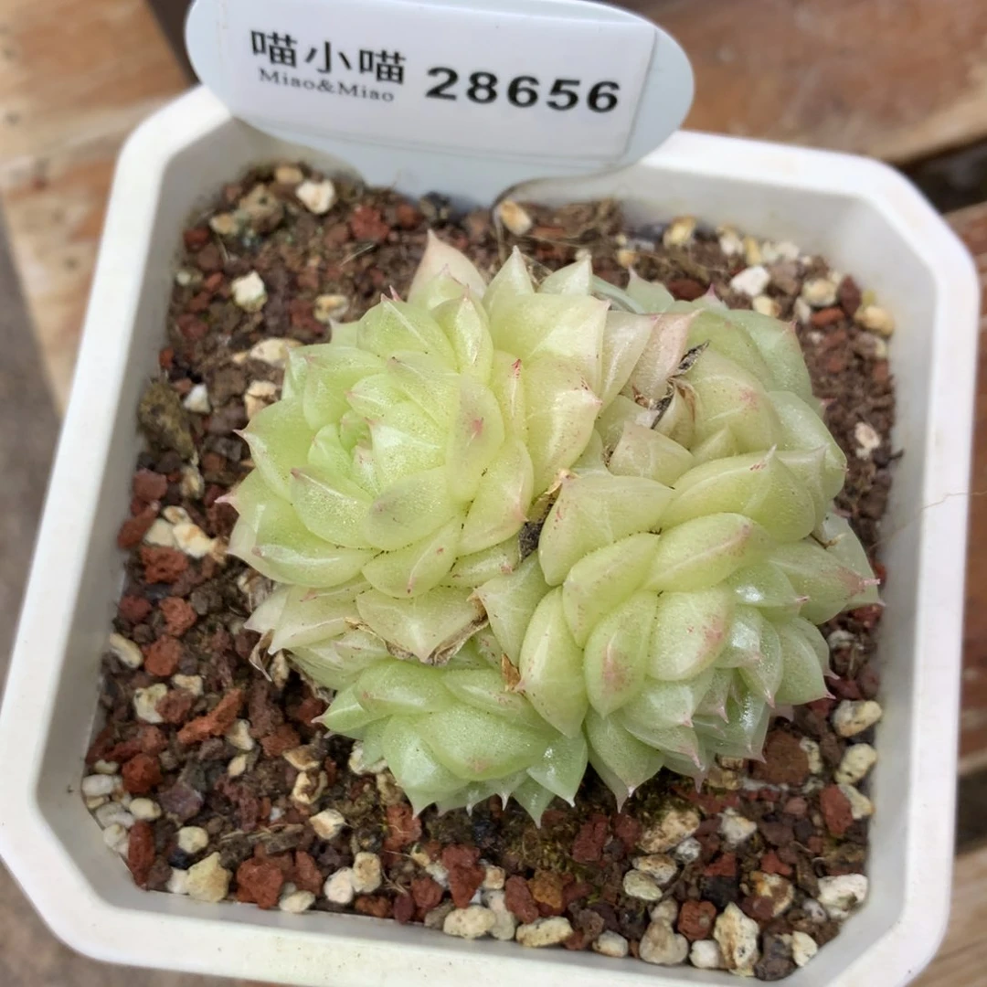 小****南多肉植物麦秆珍妮
