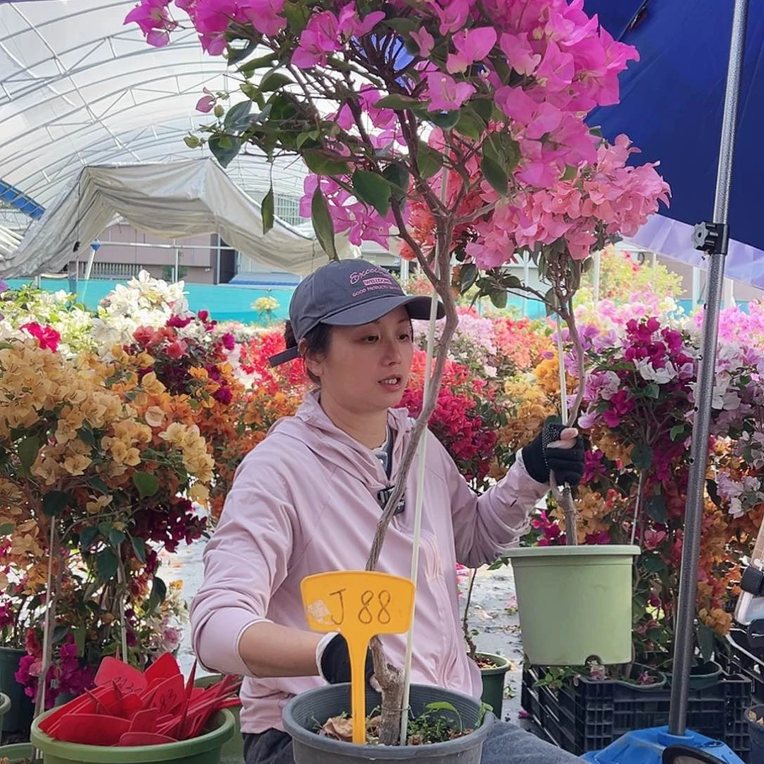 大***山大部分花苞少量开放J88宫粉