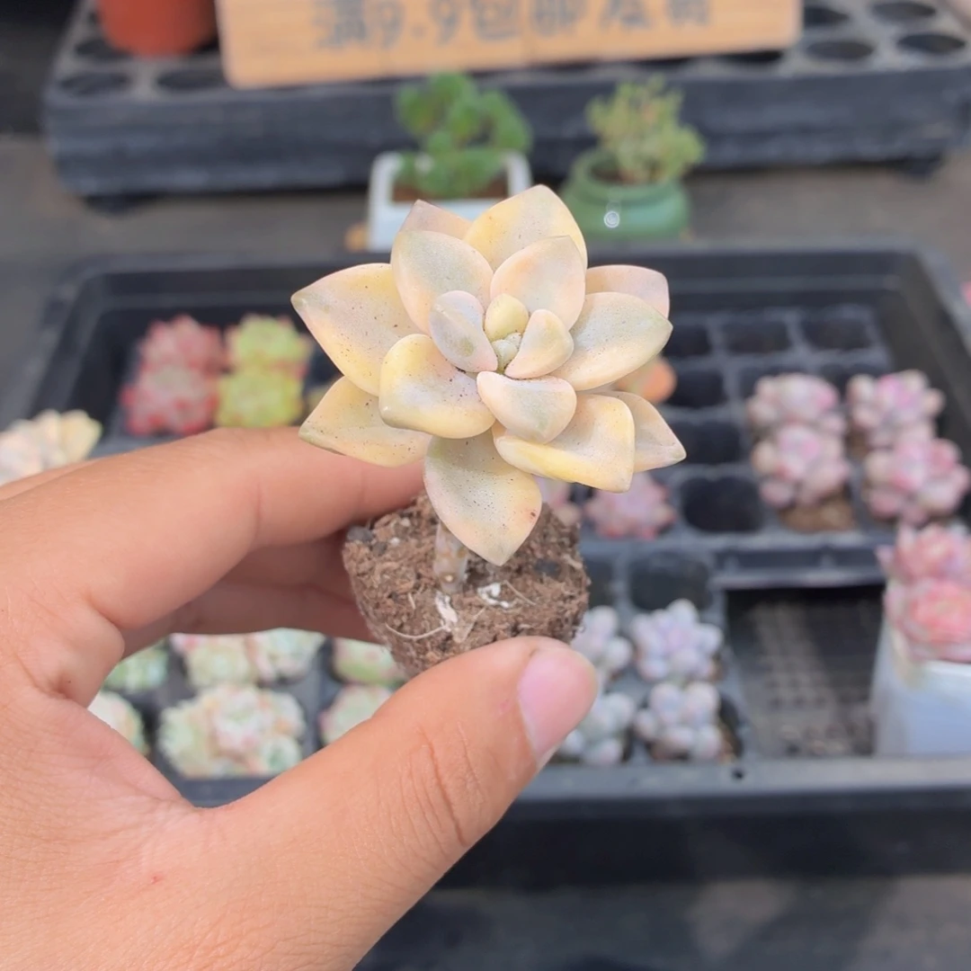 美杏锦多肉9.9包邮发货