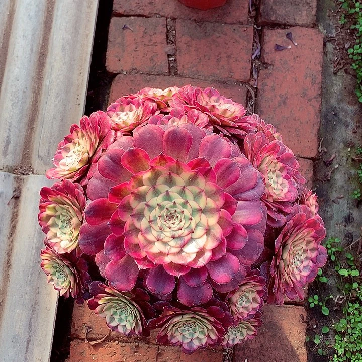 缘***记月蝉捧花，多肉植物