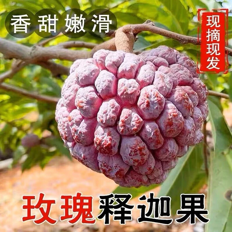 海南玫瑰释迦果【顺丰空运】现摘红皮大目释迦林檎当季新鲜水果 5斤