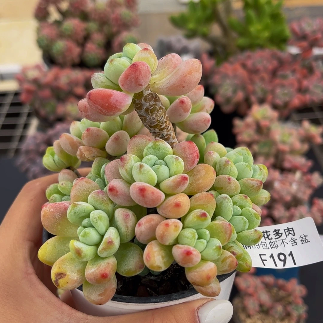 191-白底樱花罗琦多肉8cm