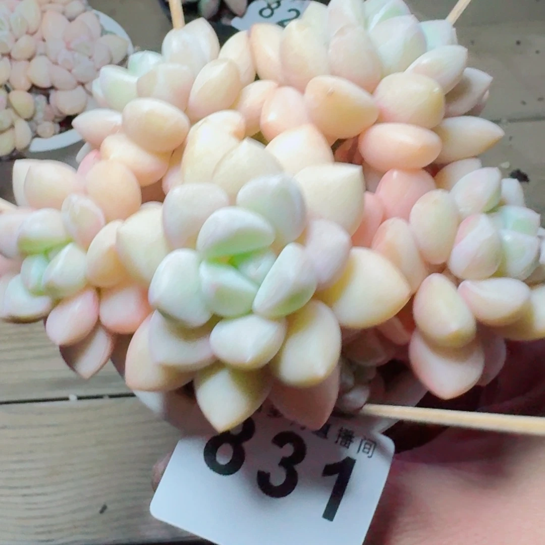 泡泡糖群生      愿你一路坦途，乘风破浪展宏图