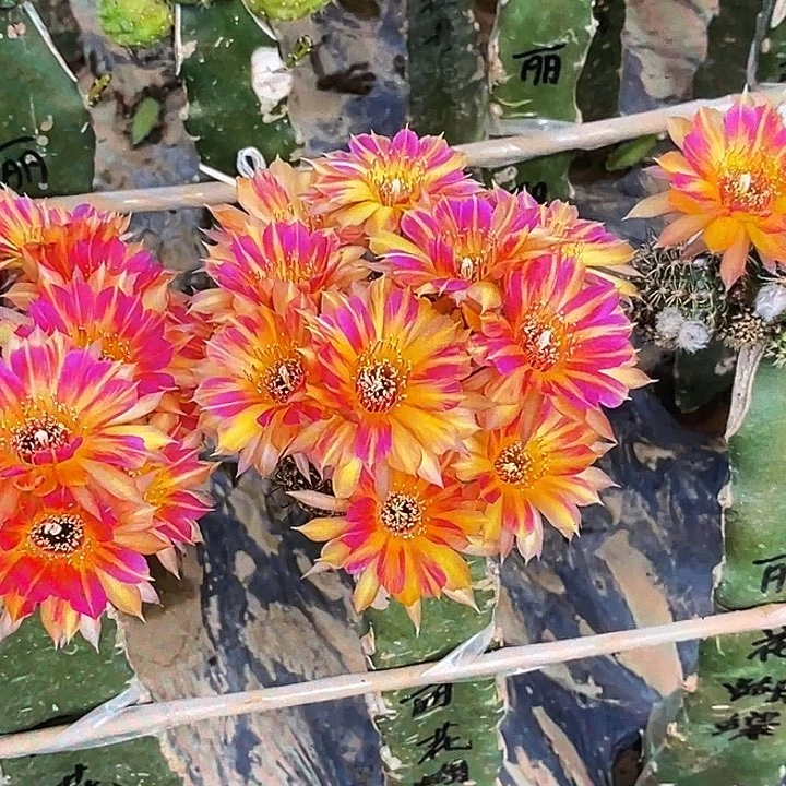 丽 花蝴蝶侧芽 歪 满20包邮4公分