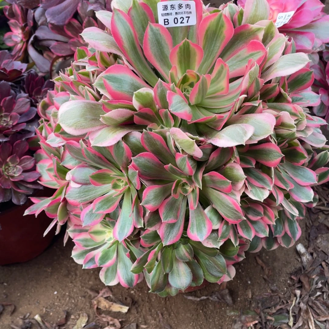 027青苹果多肉法师断枝不包