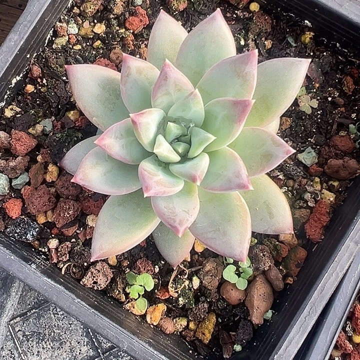 美人杂交特价一物一拍