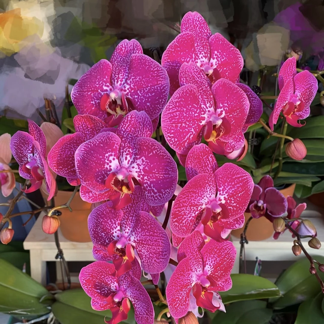 植趣蝴蝶兰【月光美人】香味大花3.5加高成熟苗 剪过自然梗