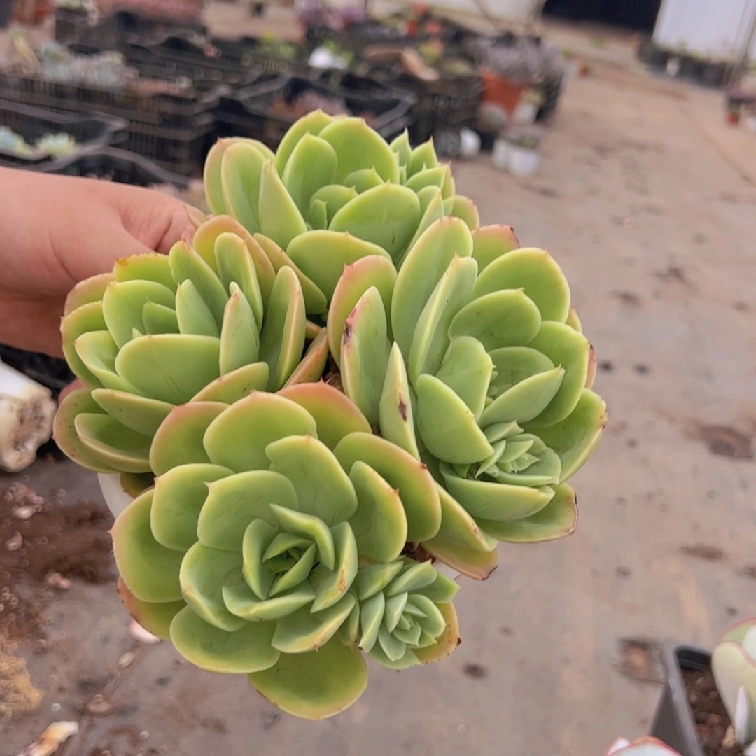 欣娜塔四头起发老桩