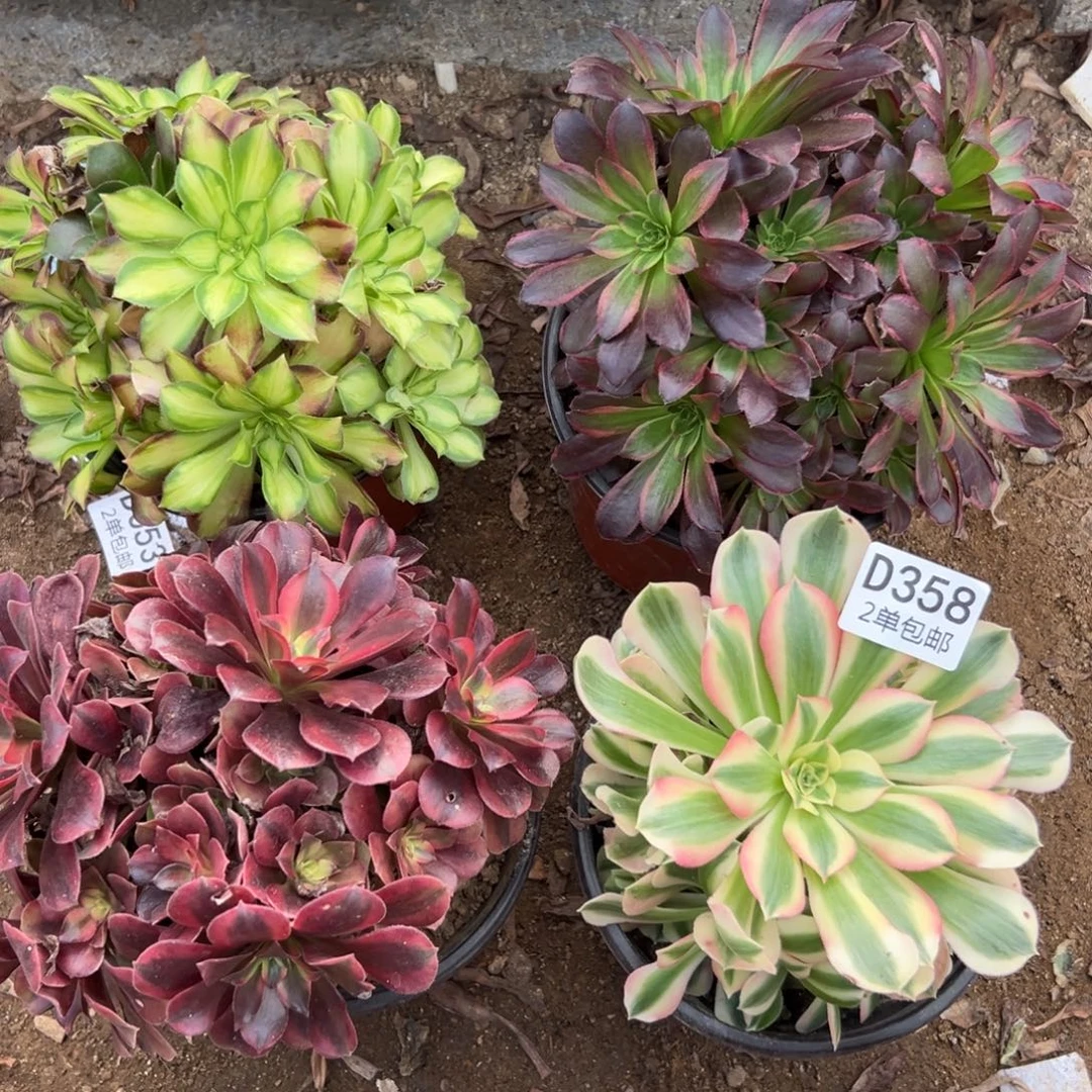 358多肉  4颗不包断头