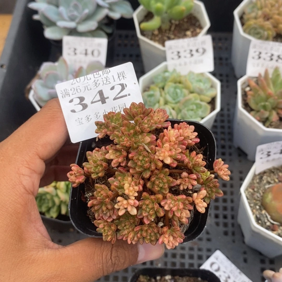 小人祭锦一物一拍满20包邮满26送一颗多肉
