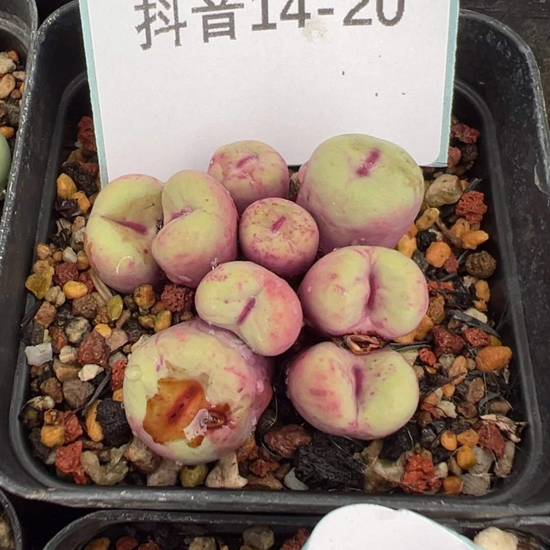 14-20 1968红嘴多肉植物，