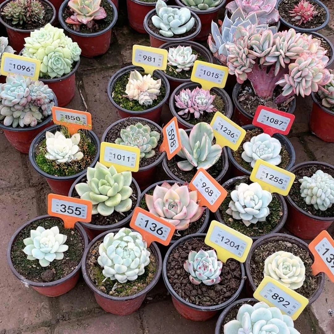 【闪购商品】莉*1209号