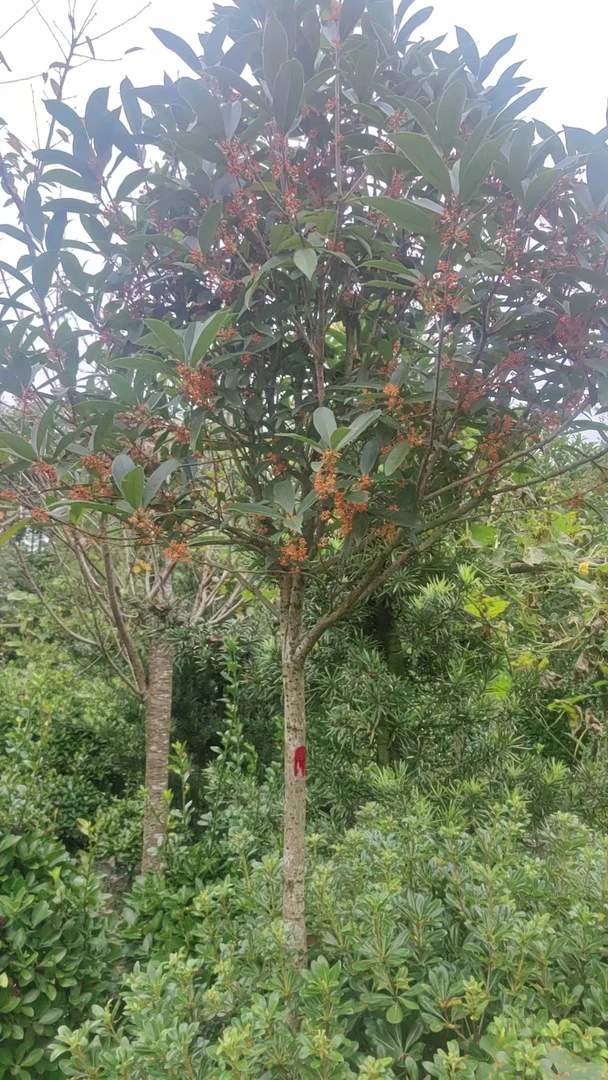 庭院植物川桂花享受30天售后送货上门