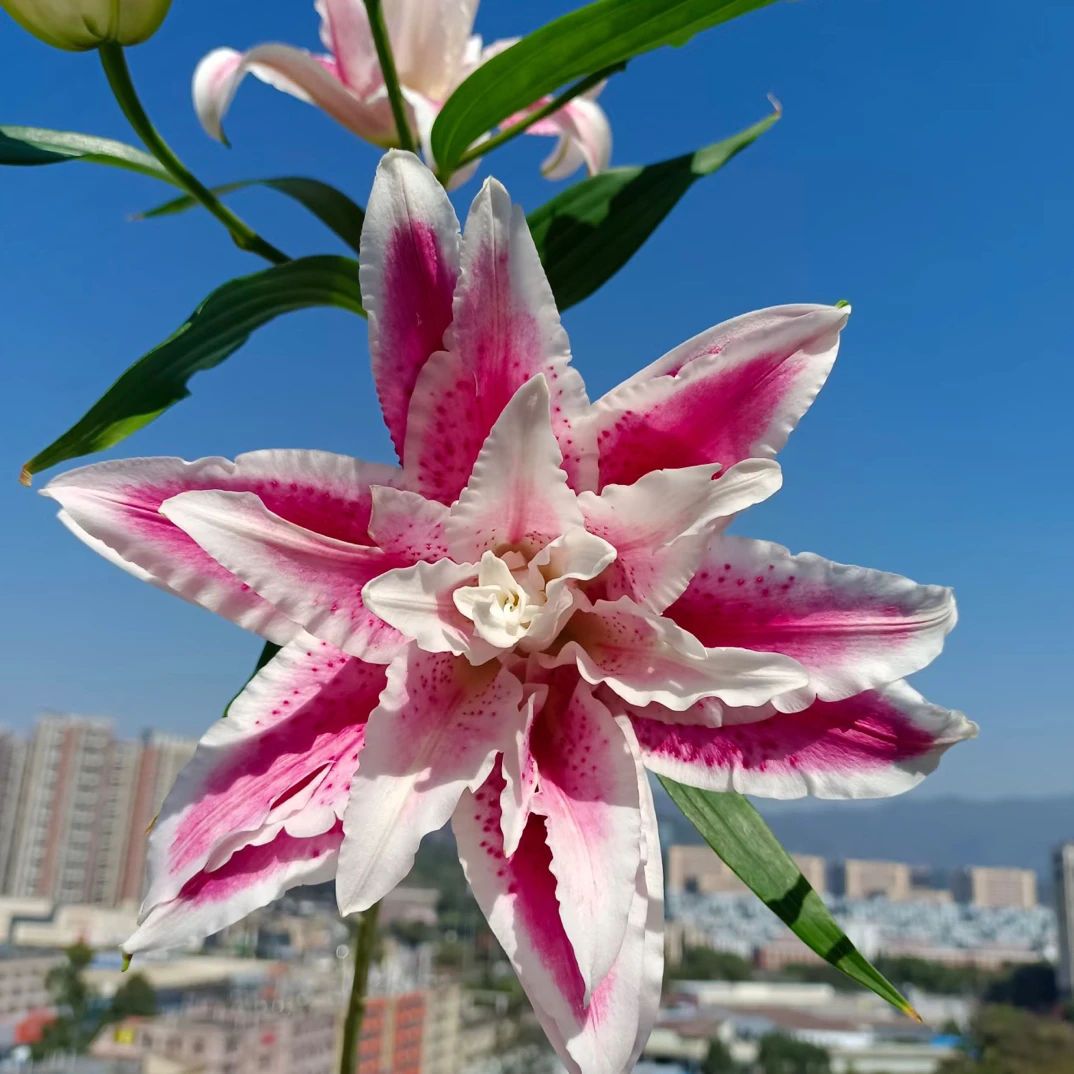 多头娜塔莎重瓣百合3支