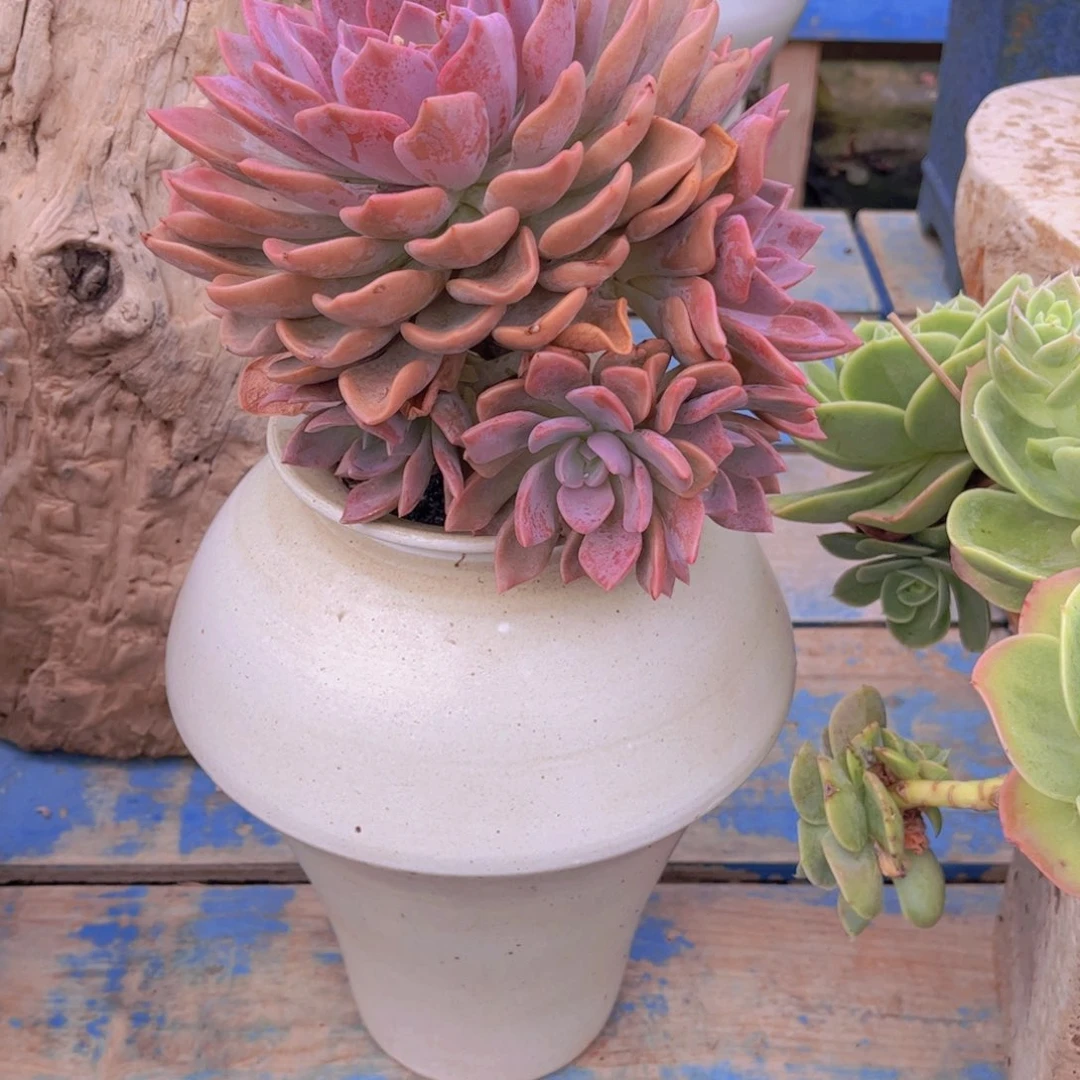 小***麻多肉植物保护研究所