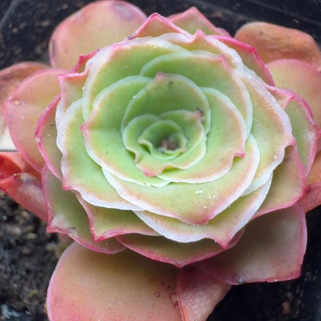 下播福利-002-冠幅 4cm