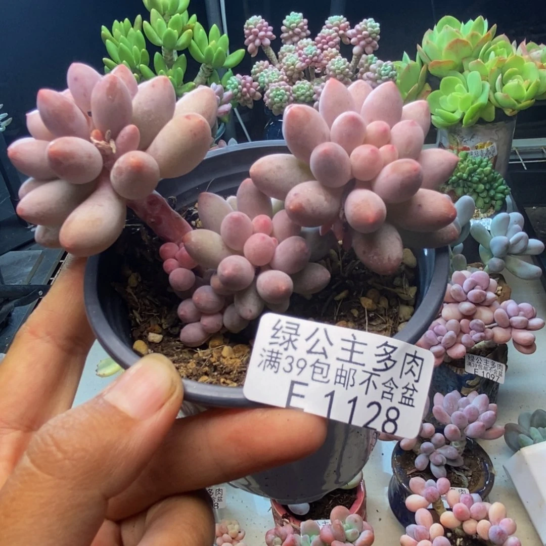 128香水手指奶多肉7c m