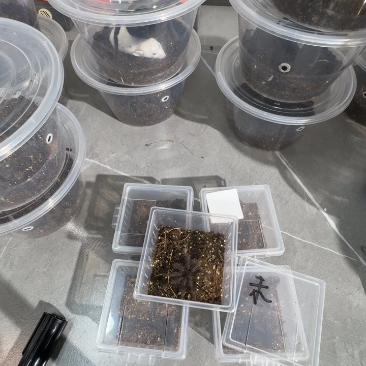 跳蛛秘鲁食鸡公母未分