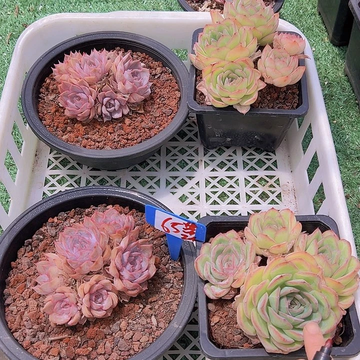 65菲欧加晨路带盆各一