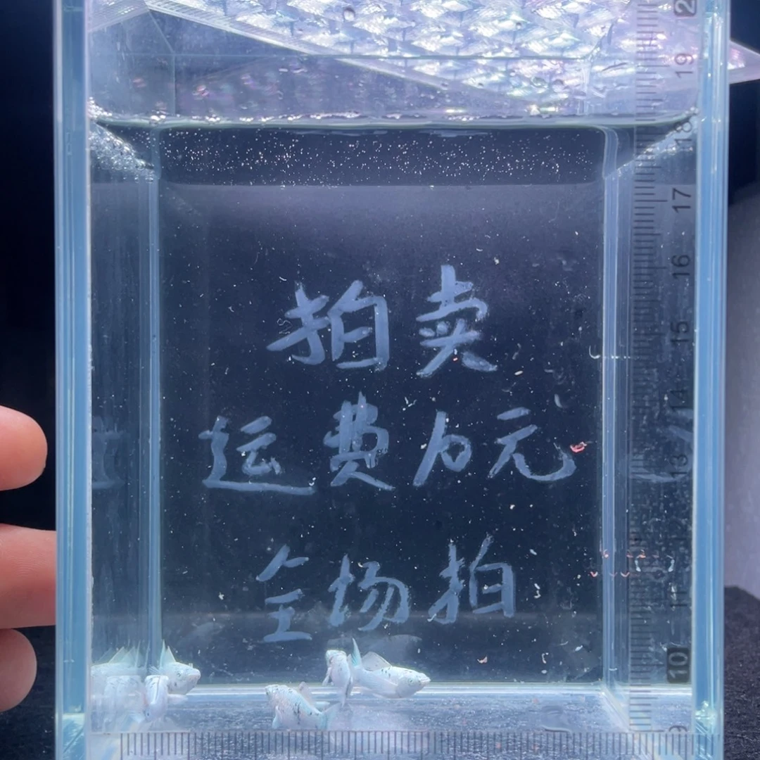 孔雀鱼一个月鱼龄钻石眼奶牛玛丽球苗子五条