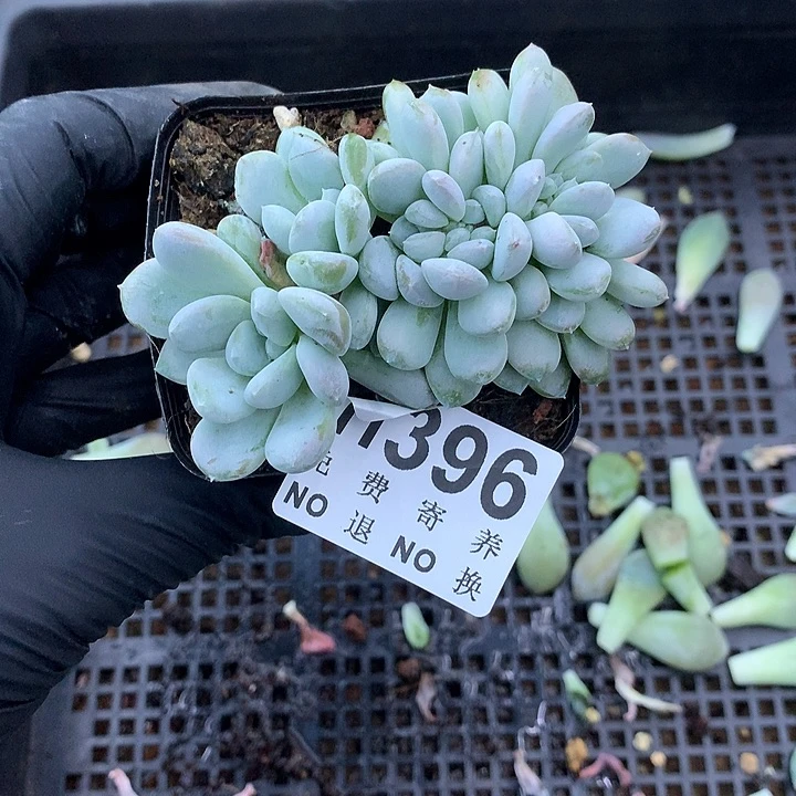 菩提子缀化 非偏远38包邮、节后发