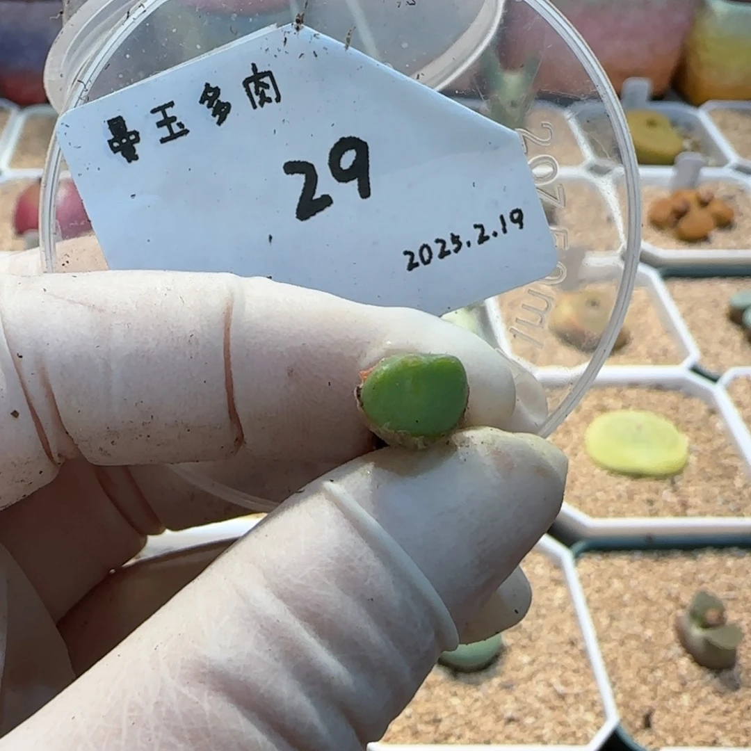 嘟*熊多肉多肉多肉2.19-029