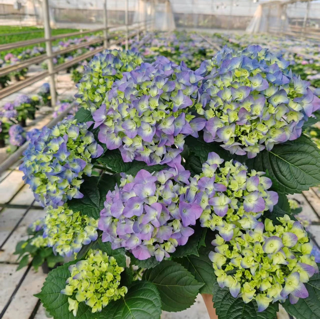 【彩色沉香】绣球花期长易养护阳台庭院盆栽绣球花