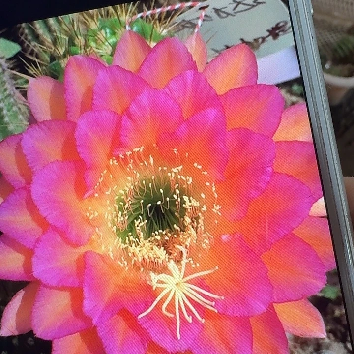 达加体侧芽5公分左右毛花柱（20包邮）