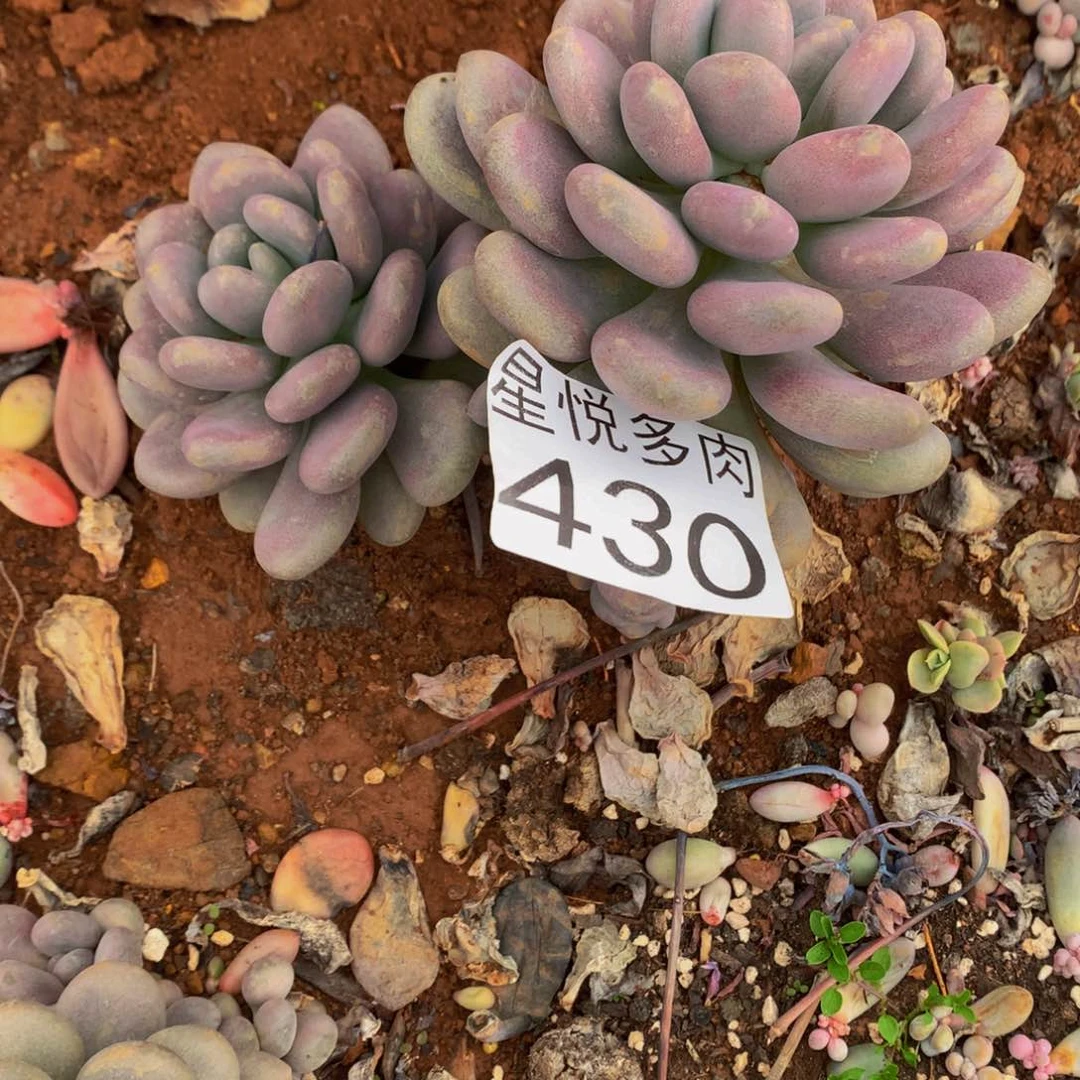 430月美人精品多肉