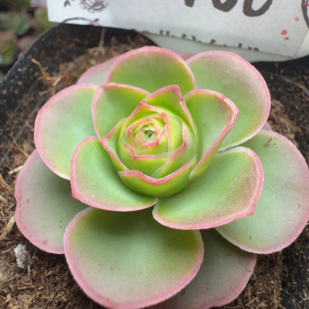 楹楹-460冠幅  4cm