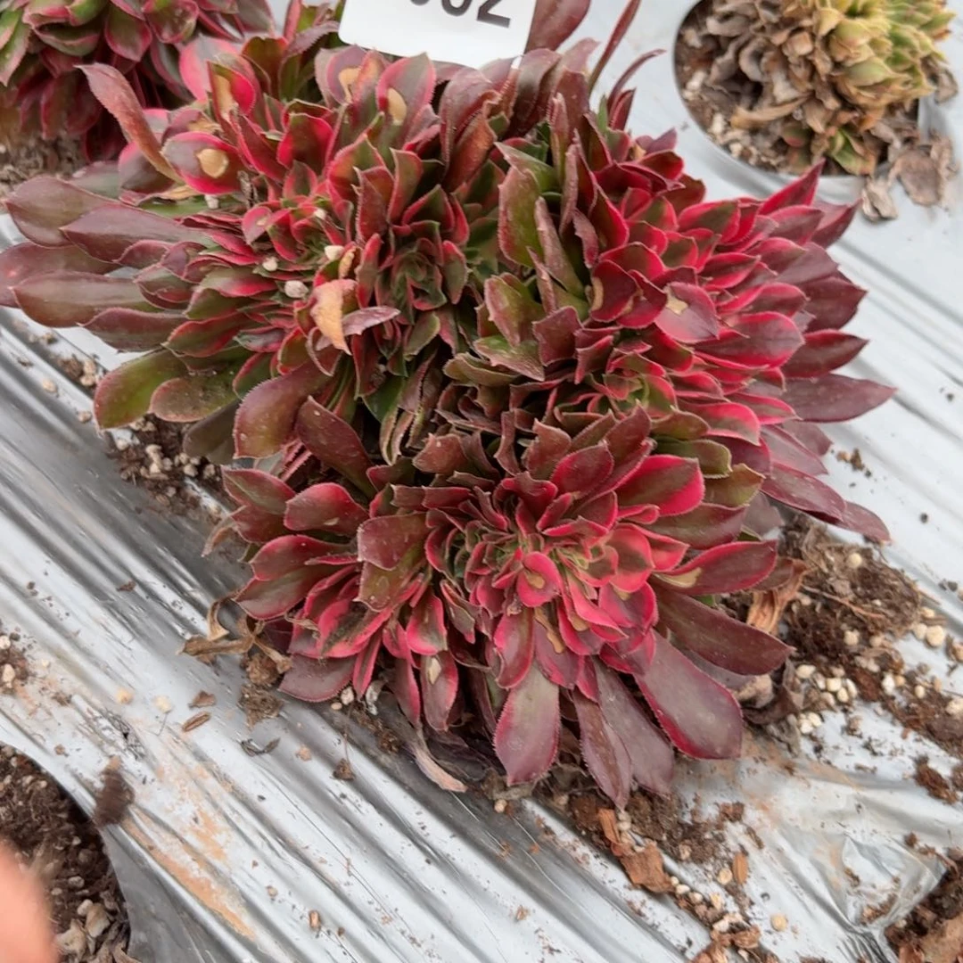 我8092 号多肉法师特价