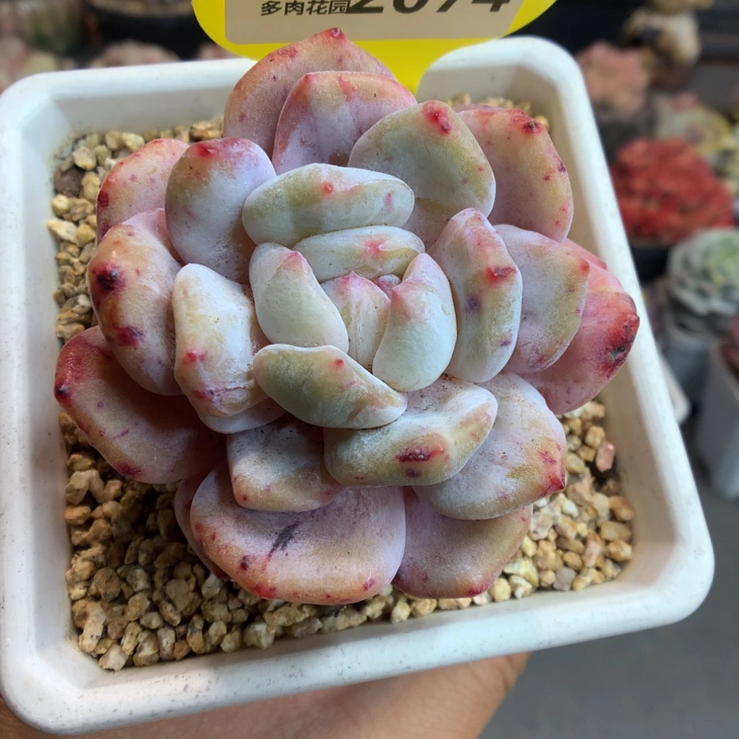 2074星影石化新年快乐