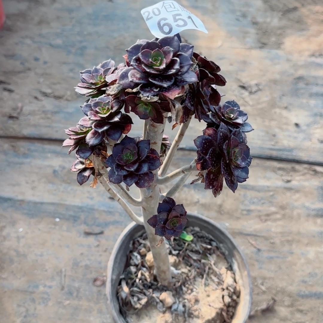 黑豆651满20包邮断枝不包