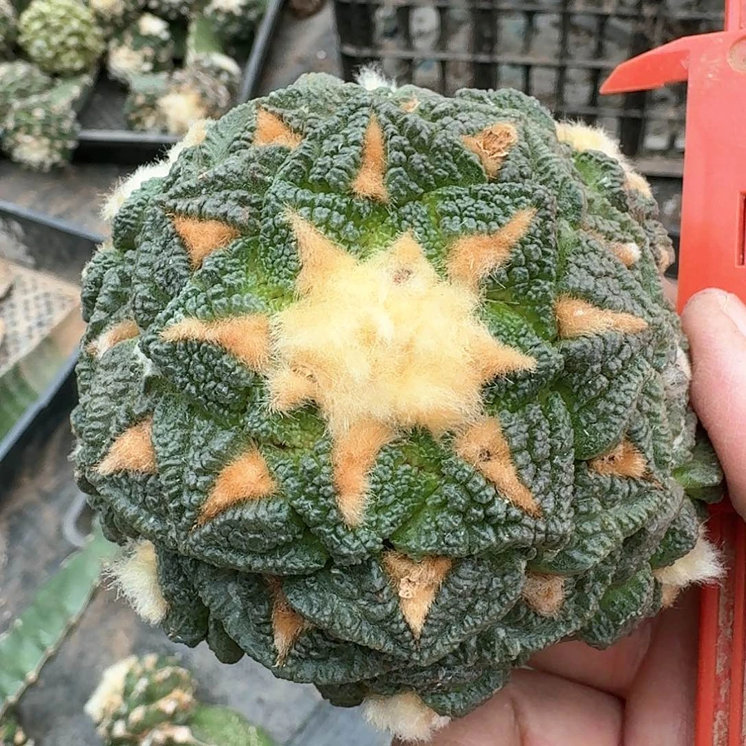 【闪购商品】花*卷龟甲牡丹976