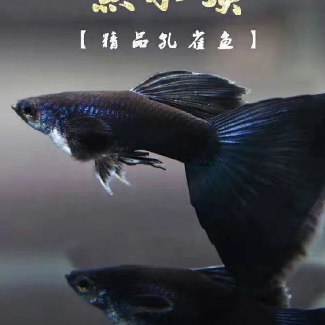 精品黑木炭蝶翼大C 好养活