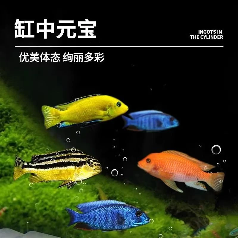 三湖慈鲷鱼观赏鱼马鲷混养活体鱼 非洲王子群游小型热带鱼淡水鱼