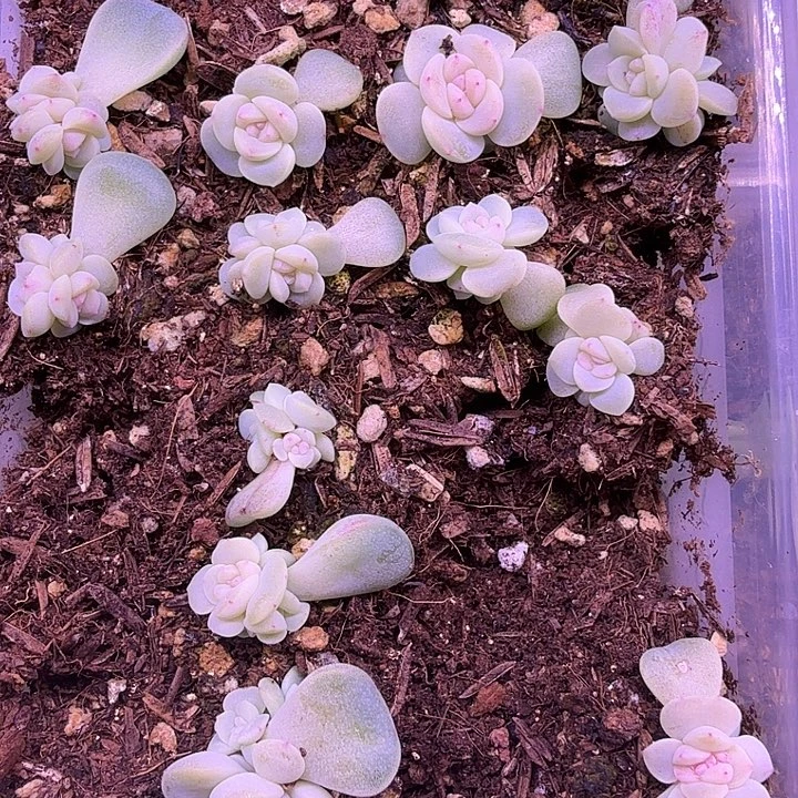 甜心2909帕帕拉恰2颗随机发