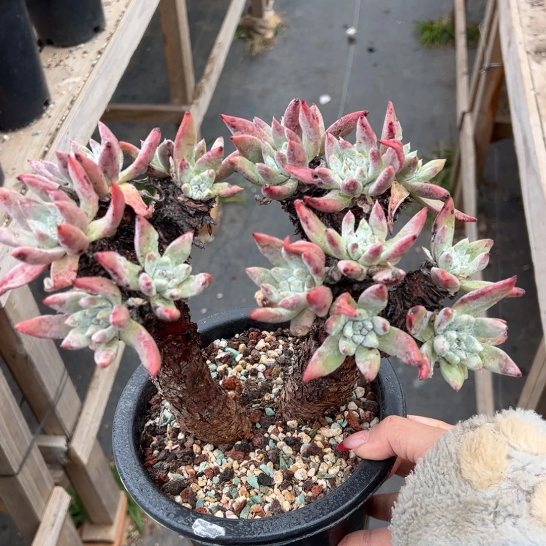 2776哈哈哈哈哈哈哈哈