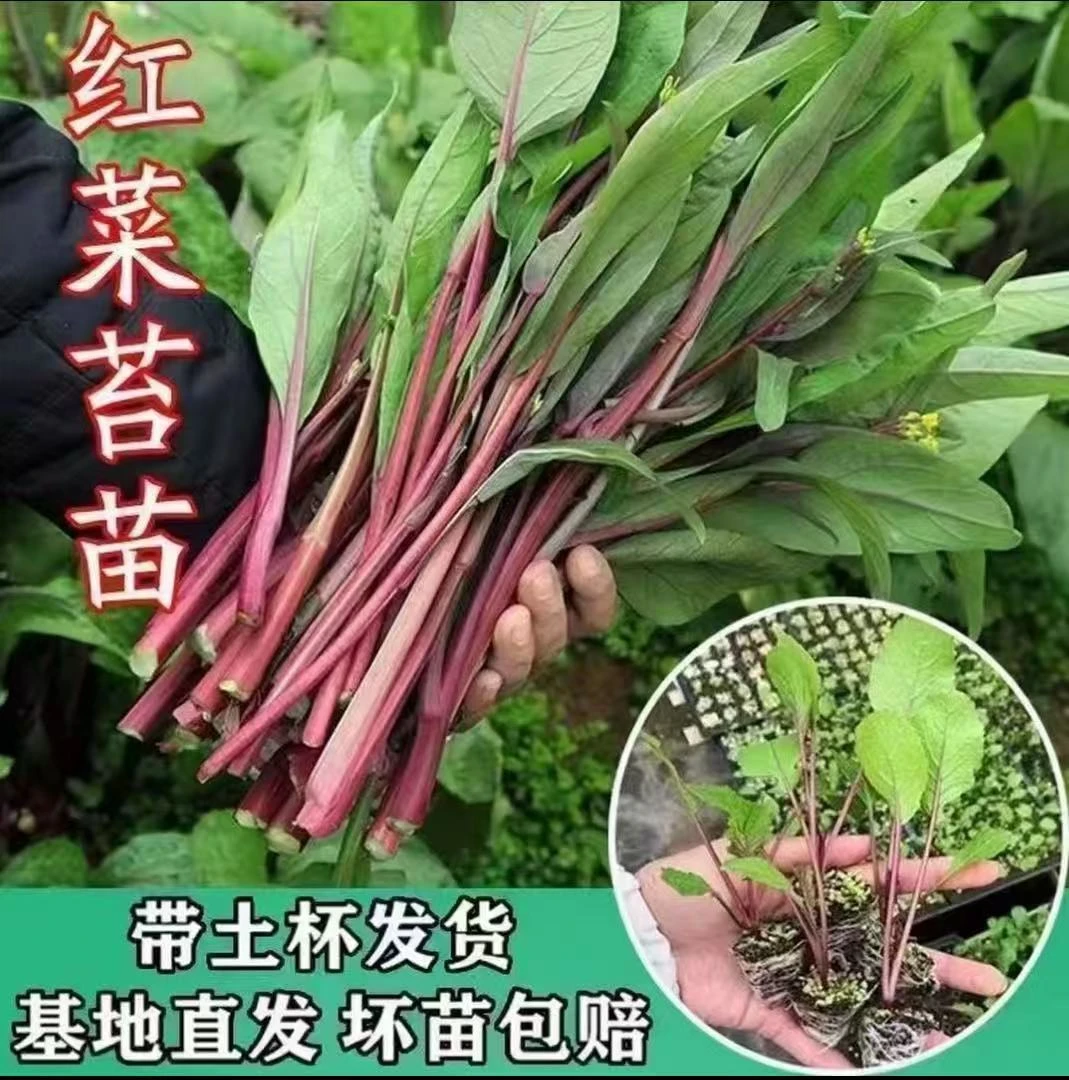 红菜苔秧苗蔬菜苗十月红杆红菜苔新鲜耐寒阳台秋冬庭院种植菜秧苗